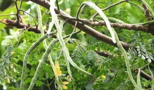 সজনের স্বাস্থ্য উপকারিতা ও অপকারিতা গলো কি কি? সজনে আমাদের কাছে অতিপরিচিত একটি সবজি । 