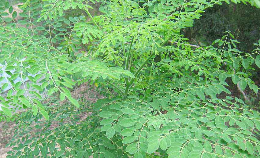 সজনে পাতা