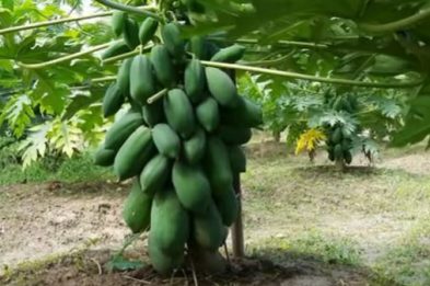 কাঁচা পেঁপের বৈশিষ্ট্য Best Food Raw papaya05