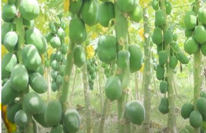  green papaya benefits