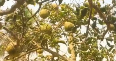 স্বল্প খরচে সুস্থ থাকাতে বেল