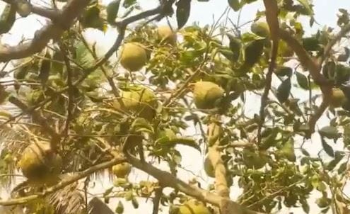 স্বল্প খরচে সুস্থ থাকাতে বেল