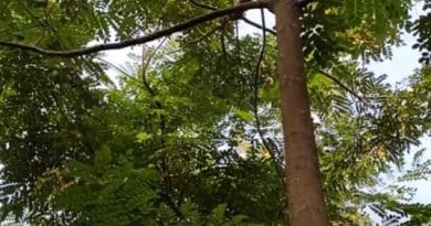 লাল চন্দন প্রাচীন সৌন্দর্যের গোপন রহস্য