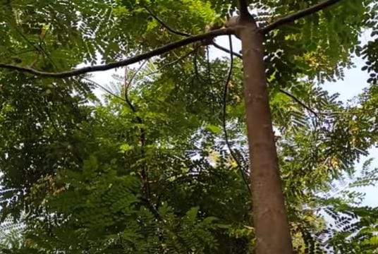 লাল চন্দন প্রাচীন সৌন্দর্যের গোপন রহস্য