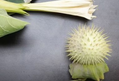 Datura flowers and fruits