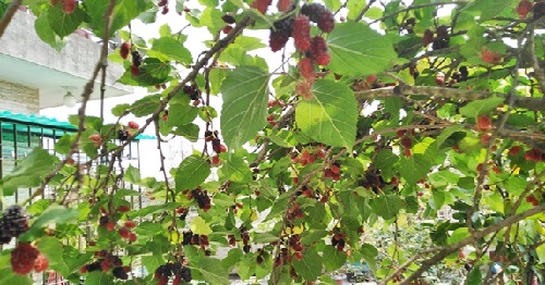 তুঁত বা Mulberry Benefits 04