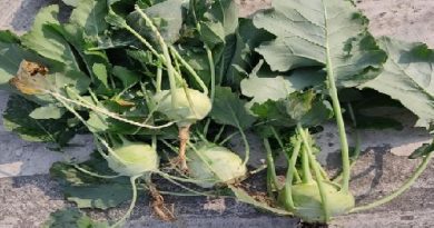 Nutritional value of turnip 4251