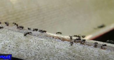 An easy way to get rid of ants