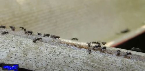 An easy way to get rid of ants