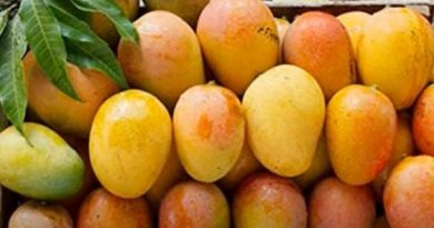 Benefits of ripe mango