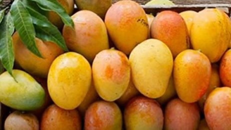 Benefits of ripe mango