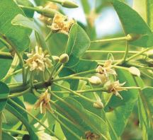 খিরনিগাছ: পরিচিতি ব্যবহার ও উপকারিতা