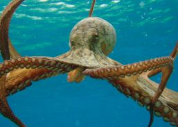 অক্টোপাস রহস্যময় বুদ্ধিমান সামুদ্রিক প্রাণী