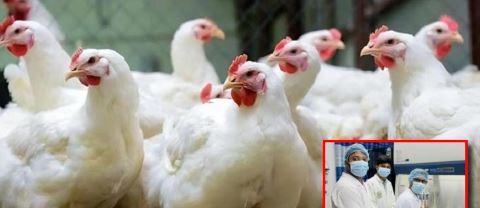 দেশে প্রথমবারের মতো শনাক্ত ‘Genotype IIIb’ ভাইরাস