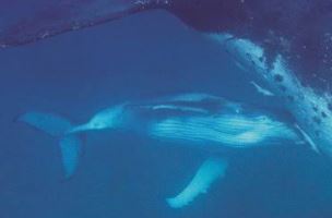 তিমির দুধ কেন অন্য প্রাণীর থেকে আলাদা