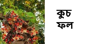 ভেষজ চিকিৎসার রহস্যময় ফল কুচ