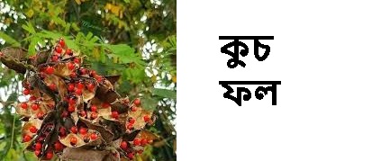ভেষজ চিকিৎসার রহস্যময় ফল কুচ
